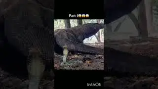 Wow 😳😳 The animals Zoom