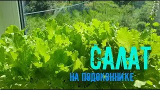 Салат на подоконнике