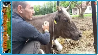 САМ СЕБЕ ВЕТЕРИНАР С ТАКИМ ХОЗЯЙСТВОМ НУЖНО УМЕТЬ ВСЁ