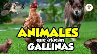 Estos animales pueden atacar a tus gallinas: Aprende como evitarlos 🦅🐔