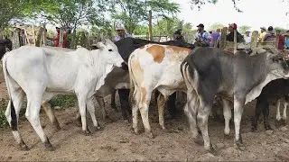 GADO DE 800 REAIS EM ALTINHO-PE  31-08-2024 #nordeste
