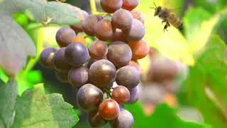 BEE AND GRAPES HD MOTION ANIMATED BACKGROUND FOR GREEN SCREEN