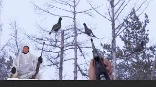 CAPERCAILLIE HUNTING IN SIBERIA. YAKUTIA. ОХОТА НА ГЛУХАРЯ В ЯКУТИИ