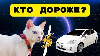 Топ-7 самых дорогих пород Кошек. Ашера