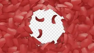 4K Animated Motion Graphic Video Stock | Flower Blossom Transition in 4K by Under21 studio
