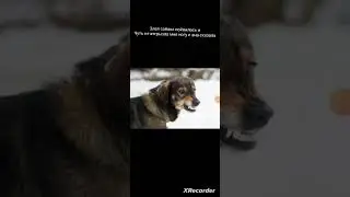 МЕМ ИЗ СТРАШИЛОК КОТА БЕГЕМОТА (СИТУАЦЫИ)