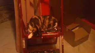 Cat Joanie does the cutest things seasparkles corners *kiity *kitten *funny