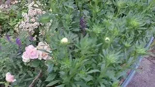 Опоры для Астры
