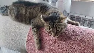 Коту не надо готовиться к Новому году.