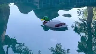 Mallard Duck Thermometer