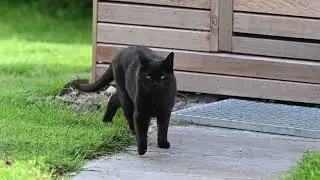 Minou-Loulou in de zomer van 2021