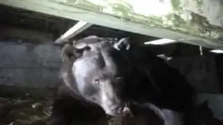 Big Ass Black Bear # 2