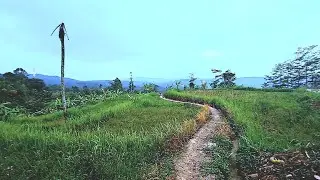 SORE DIKAMPUNG CINGENGE ❗suara jangkrik mengiringi langkah menuju rumah kampung diatas awan