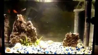Pecera gorditos (L)