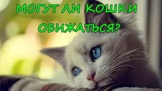 МОГУТ ЛИ КОШКИ ОБИЖАТЬСЯ?  Что чувствуют кошки к хозяину?   CAN CATS BE OFFENDED?