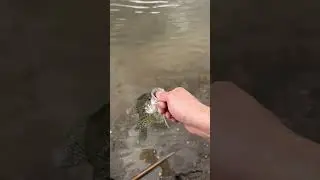 Fishing with worms #fishing #shorts