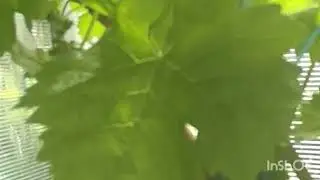 Хочу быть с виноградом.