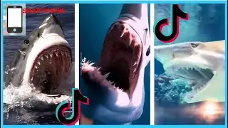 TikTokSHARK