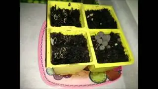 Time lapse of mushrooms- There's Fungus Amongus!