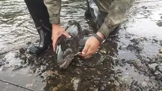 Тайменишеее на колебалку!