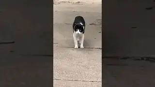 Кот качек