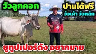 เลี้ยงไม่ไหว‼️ยอมแล้ว ยูทูปเปอร์ดังอยากขายวัวลูกคอก ขายวัวเค้าวัวหลัก ปานได้ฟรี อิสระฟาร์ม V8 เน้นๆ