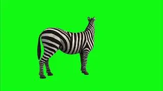 Zebra green screen free download