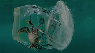 Plastic Pollution & the Anthropocene Epoch