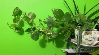 Another plant that brings fortune
