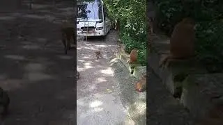 Haridwar mein bandar ke Jhund,,