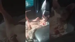 Стрёмная фигня