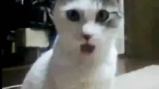 ZOMG KITTEH!!