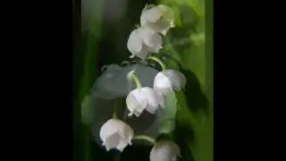 Ландыши