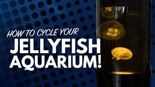 JELLYFISH ART, HOW TO CYCLE YOUR JELLYFISH AQUARIUM!