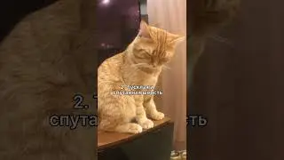 4 признака что у котика Глисты.