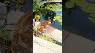 Кот Барсик на рыбалке