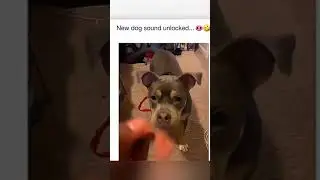 FULL Part #1 #funny animals #pet #cat #dog #cute #animals #foryou #typ