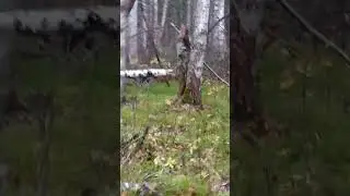 Отправить