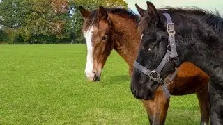 Ingezonden foto bewerking deel 17 : Paarden
