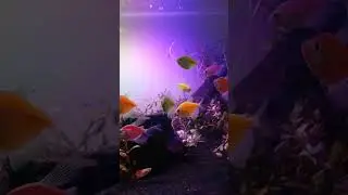 Aquascape ikan Glowfish #ikanhias #glowfish #aquascape
