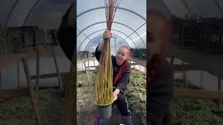 Как сплести дерево из лозы ивы