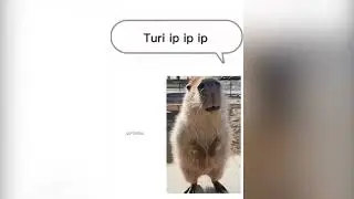Turi ip ip ip but capybara