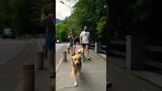 Каникулы в #borjomi #georgia #travel #goldenretriever #mountains #риелтор #путешествия #shorts