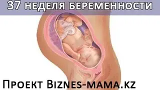 37 неделя беременности