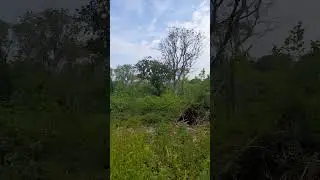 New permission woodland.