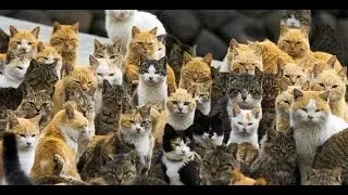 лучшие приколы с котами