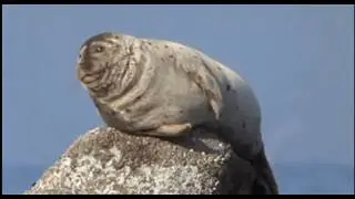 ПРИКОЛЬНЫЕ ТЮЛЕНИ!!!(FUNNY SEALS)