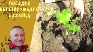 Посадка вегетирующего саженца.