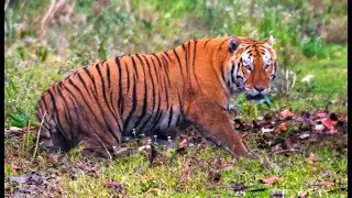 Kaziranga 2 new male tigers appear in Kohora，Can Kazi 45 resist them？