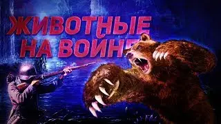 Как животные помогали людям Во Второй Мировой Войне?